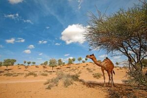Ras-Al-Khaimah-Camel Camel in the Ras Al Khaimah desert, heading an article on the emirate's tourism brand